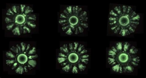 Synthetic biology reinvents development