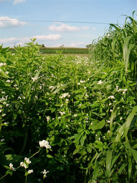 Mixing Cover Crops Kings Agriseeds