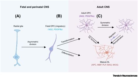 Pathological Potential Of Oligodendrocyte Precursor Cells Terra