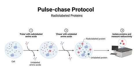 Pulse-chase Protocol - Radiolabeled Proteins | BioRender Science Templates