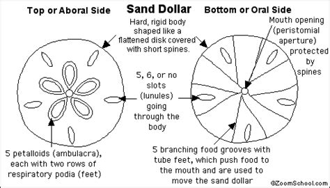 Sand Dollar Evolution Of The Respiratory System