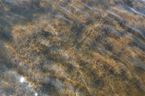 Habitats And Wildlife Underwater Bay Grasses Sav Flickr Photo