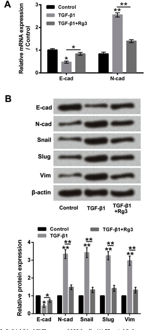 Figure From Ginsenoside Rg Inhibits Growth And Epithelial