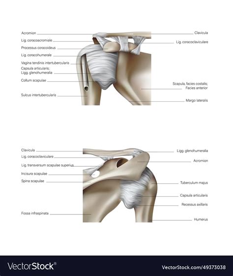 Structure Of The Shoulder Bones And Ligaments D Vector Image