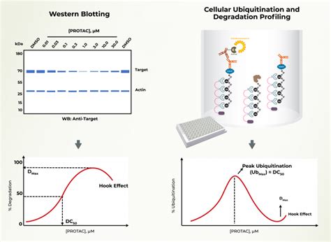 Protac Protein Degradation Protacs Molecular Glues Lifesensors