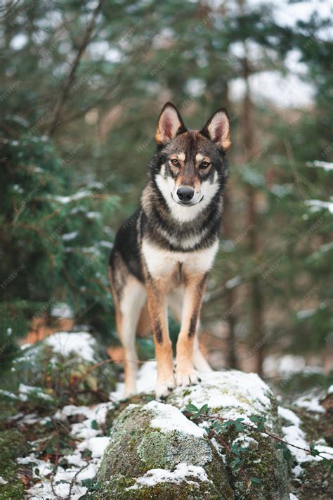 Cachorro Tamaskan Parado Em Uma Rocha Em Uma Floresta Foto Grátis