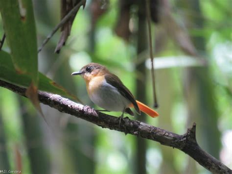 Palawan Flycatcher Project Noah