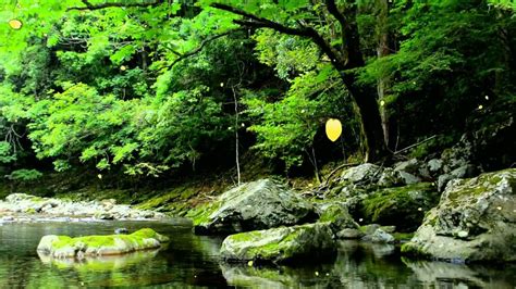 【自然音】せせらぎと野鳥のさえずり Nature Sounds Relaxing Sound Of Water And Birdsong