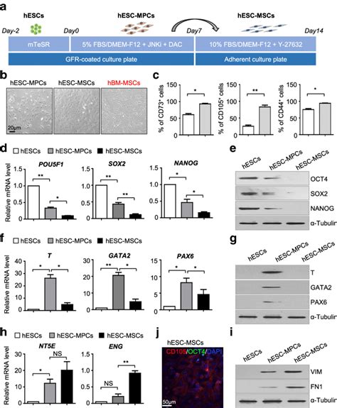 High Efficiency Generation Of Homogeneous Hesc Mscs A Schematic Of