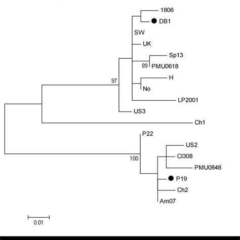 Maximum Likelihood Phylogenetic Tree Constructed From The Nucleotide