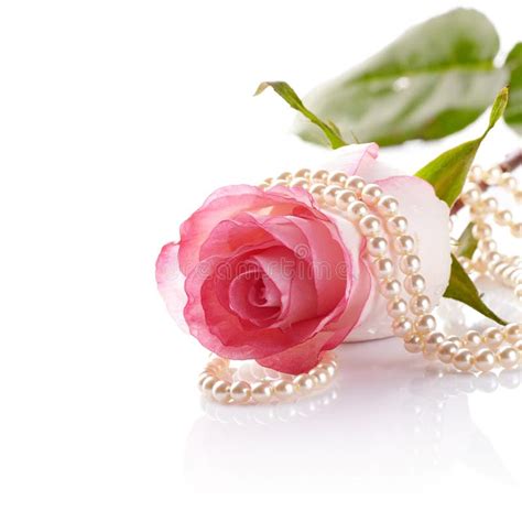 Pink Rose And Pearl Beads Stock Image Image Of Decoration 35628213