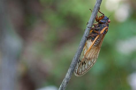 Get Ready For Sex Crazed Zombie Cicadas In New York