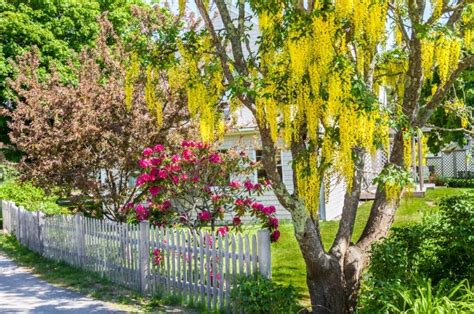 Ficha Del Rbol Lluvia De Oro O Laburnum Anagyroides Todo Rboles