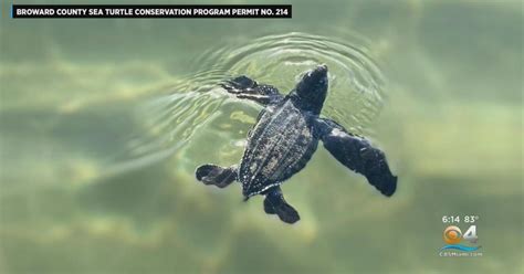 Experts Say Sea Turtle Season Did Not Go Too Well Cbs Miami