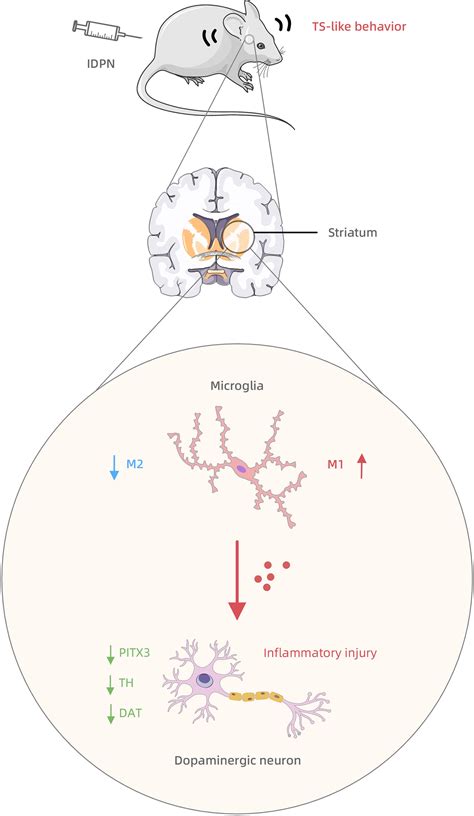 Frontiers The Inflammatory Injury In The Striatal Microglia