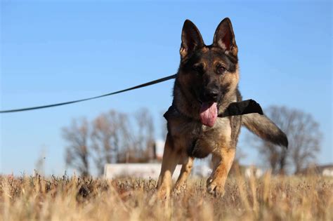 Stone Co. Sheriff's Office has new K9 Officer