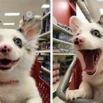 Happy Puppy Meme Generator - Imgflip