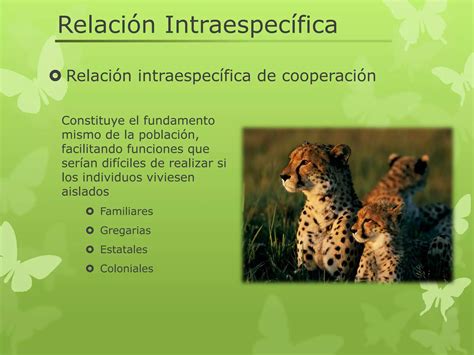 Relacion Intraespecifica E Interespecifica Ppt