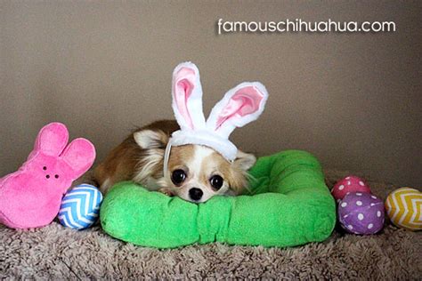 Happy Easter Enjoy Our Gallery Of Chihuahuas Dressed Up In Easter