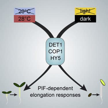 det  hy pathway constitutes  multipurpose signaling module