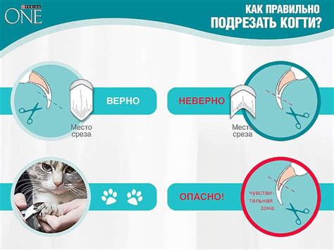 Строение когтя кошки - картинки и фото koshka.top