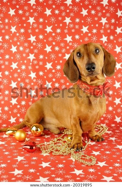 Cute Christmas Dachshund Stock Photo Edit Now 20319895