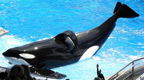 Tilikum The Orca Who Killed A Seaworld Trainer And Inspired ‘blackfish