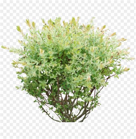 Free Shrubberys Download Free Shrubberys Png Images Free Cliparts On