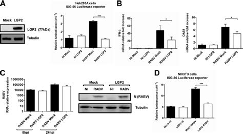 Lgp Inhibits The Type I Ifn Response During Rabv Infection In Vitro