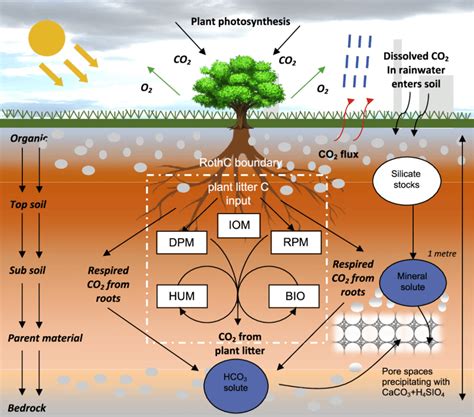 Structure Of RothC Organic Carbon Pools And Geochemical Model In CASPER