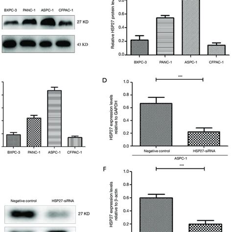 Detection Of Hsp Expression In Different Pdac Cell Lines And