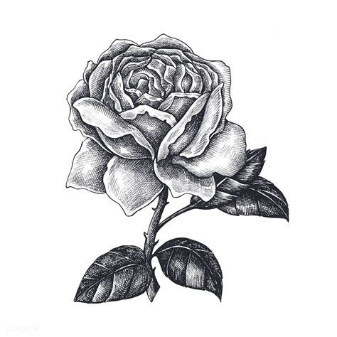 Эскиз розы простой (большое количество фото) - drawpics.ru