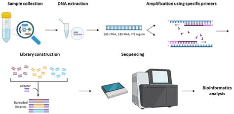 Demonstration Of The Workflow For The 16S RRNA And ITS Amplicon