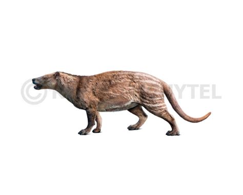 Phenacodus Primaevus Image Buy Uchytel