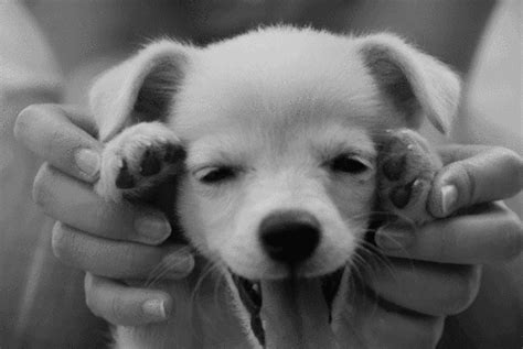 Don't miss: 10 Cutest Dog Gifs In The World That Will Give You Happy ...