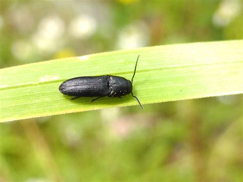 False Click Beetle Dromaeolus Nigellus Epitree Flickr