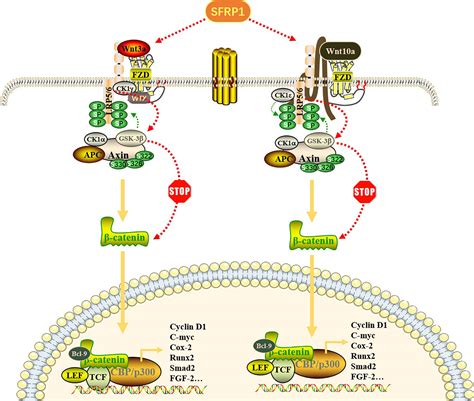 Frontiers Sfrp Negatively Modulates Pyroptosis Of Fibroblastlike