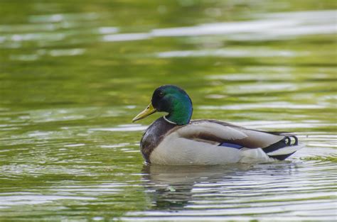 Free Images Nature Lake Pond Wildlife Wild Green Beak Park