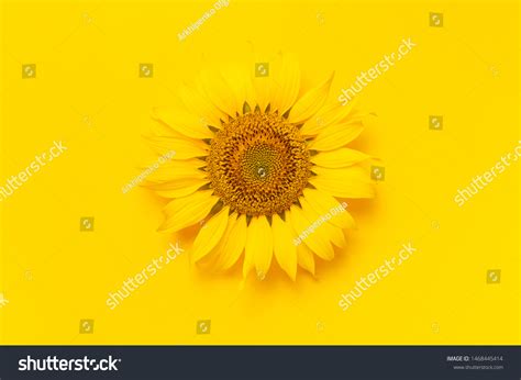 585,390 Sunflower On Yellow Background Images, Stock Photos, 3D objects, & Vectors | Shutterstock