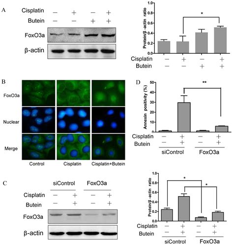 Butein Sensitizes HeLa Cells To Cisplatin Through The AKT And ERK P38