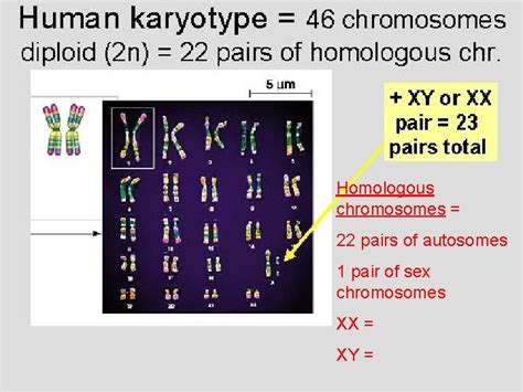 Genes Mitosis And Cytokinesis Chapter 9 Pgs 170