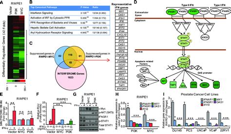 Oncogenic Transformation By Myc And Pi K Induced Transcriptional