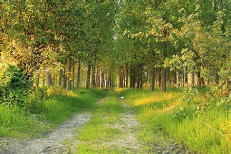 Premium Photo Forest Spring Landscape Forest Trees With Grass On The Foreground And Sunlight