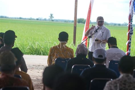 Peninjauan Lahan Ketahanan Pangan Nasional Baru Di Kalteng Antara Foto