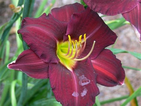 Daylily Catherine Neal Vermont Flower Farm