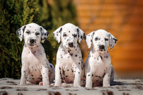 Caractère santé éducation Tout savoir sur le Dalmatien