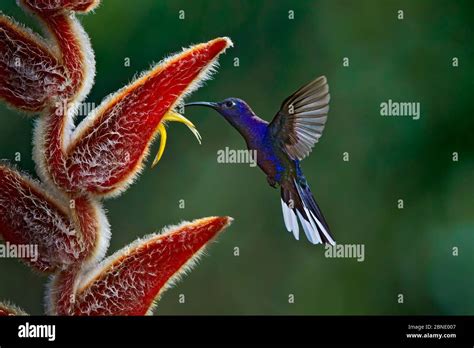 Violet Sabrewing Hummingbird Campylopterus Hemileucurus Hummingbird