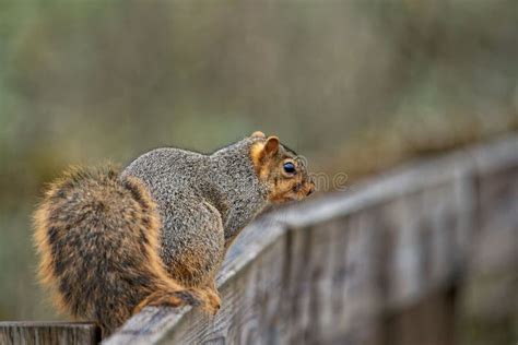 Fox Squirrel Sciurus Niger Sobre Uma Cerca De Madeira Olhando Para O