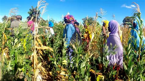 Tanzanian Farmers Boost Diets With Sustainable Methods Cals