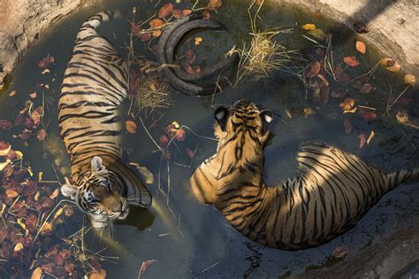 Таиландский храм тигров | FotoRelax